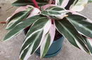 Calathea triostar